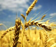 財政部 農(nóng)業(yè)農(nóng)村部發(fā)布2021年重點強農(nóng)惠農(nóng)政策