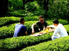 “曉陽(yáng)春”生態(tài)茶園