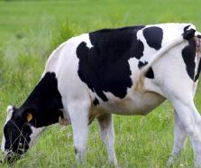 為農(nóng)業(yè)融資擔(dān)保添“一抹綠”——青島農(nóng)擔(dān)積極探索農(nóng)業(yè)碳金融落地新路徑紀(jì)實(shí)