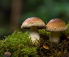 資訊】青島農(nóng)擔(dān)引導(dǎo)農(nóng)業(yè)產(chǎn)業(yè)升級(jí)，新“菇”事助力鄉(xiāng)村振興