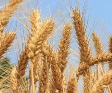 青島金融：助農(nóng)顆粒歸倉收獲滿滿