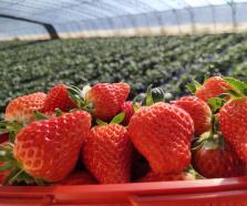 【微聚焦】助力“雙碳”目標(biāo)——青島農(nóng)擔(dān)公司首創(chuàng)國內(nèi)擔(dān)保行業(yè)綠色金融團(tuán)體標(biāo)準(zhǔn)